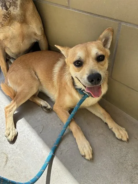 A young medium-sized male Shepherd dog named Gil for adoption in Riverside, CA