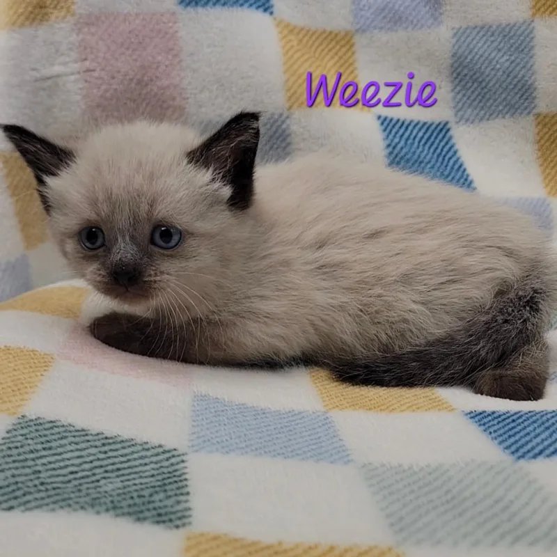 A baby small-sized female Cream / Ivory Siamese cat named Weezie for adoption in Parkersburg, WV