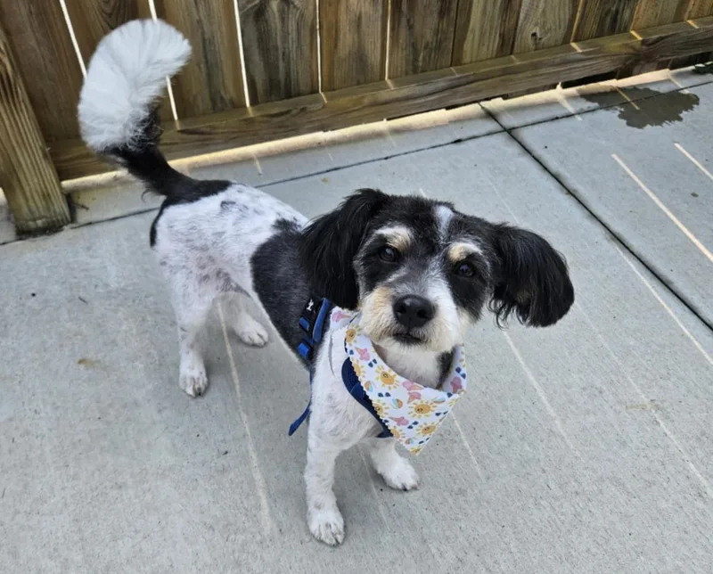 A young small-sized female Mixed Breed dog named Casita for adoption in Cedar Rapids, IA