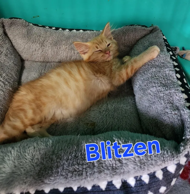 A baby small-sized male Domestic Medium Hair cat named Blitzen for adoption in Lynchburg, TN