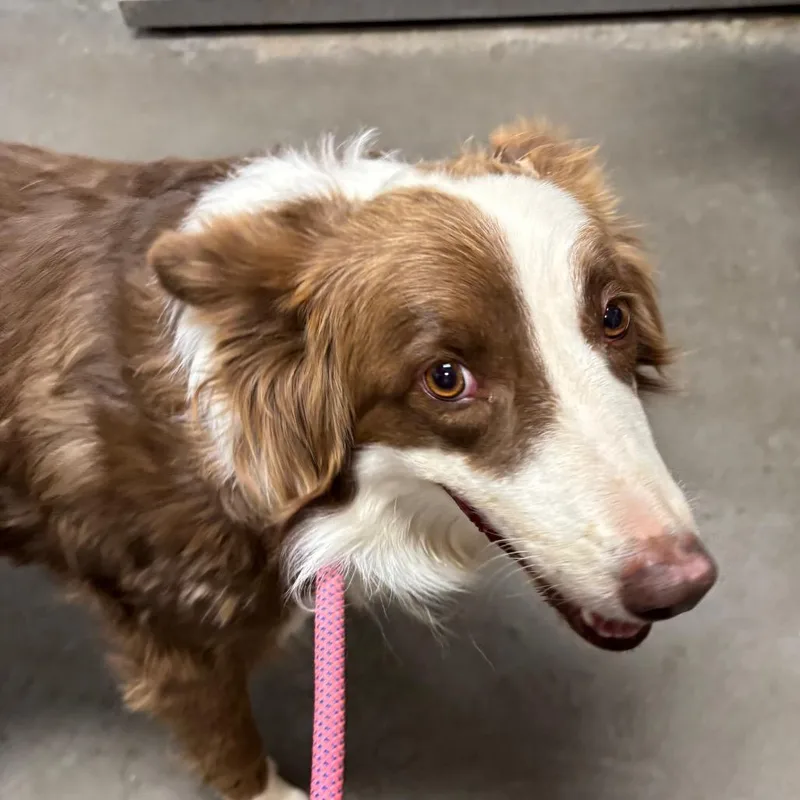 An adult medium-sized female Brown / Chocolate Border Collie dog named Lucy for adoption in Yuma, AZ