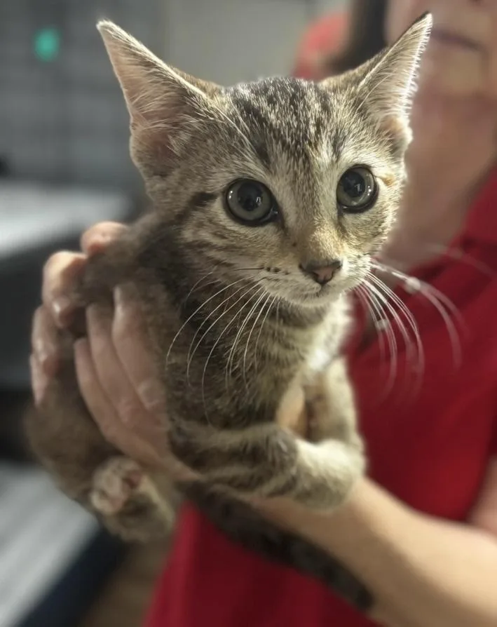 A baby small-sized female Gray & White Domestic Short Hair cat named Rhonda for adoption in Colorado Springs, CO