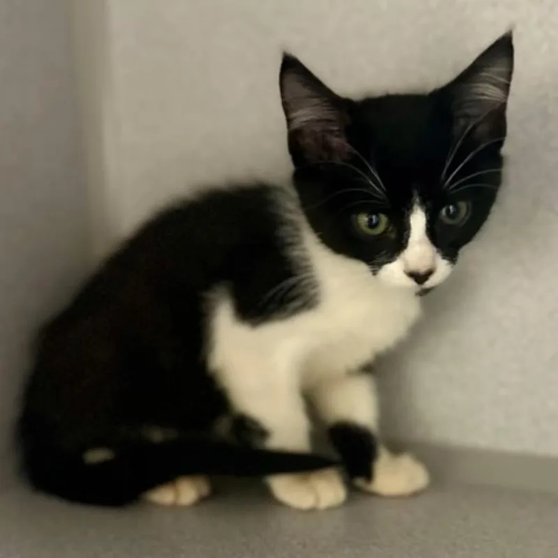 A baby medium-sized female Domestic Short Hair cat named Maggie for adoption in Red Bluff, CA