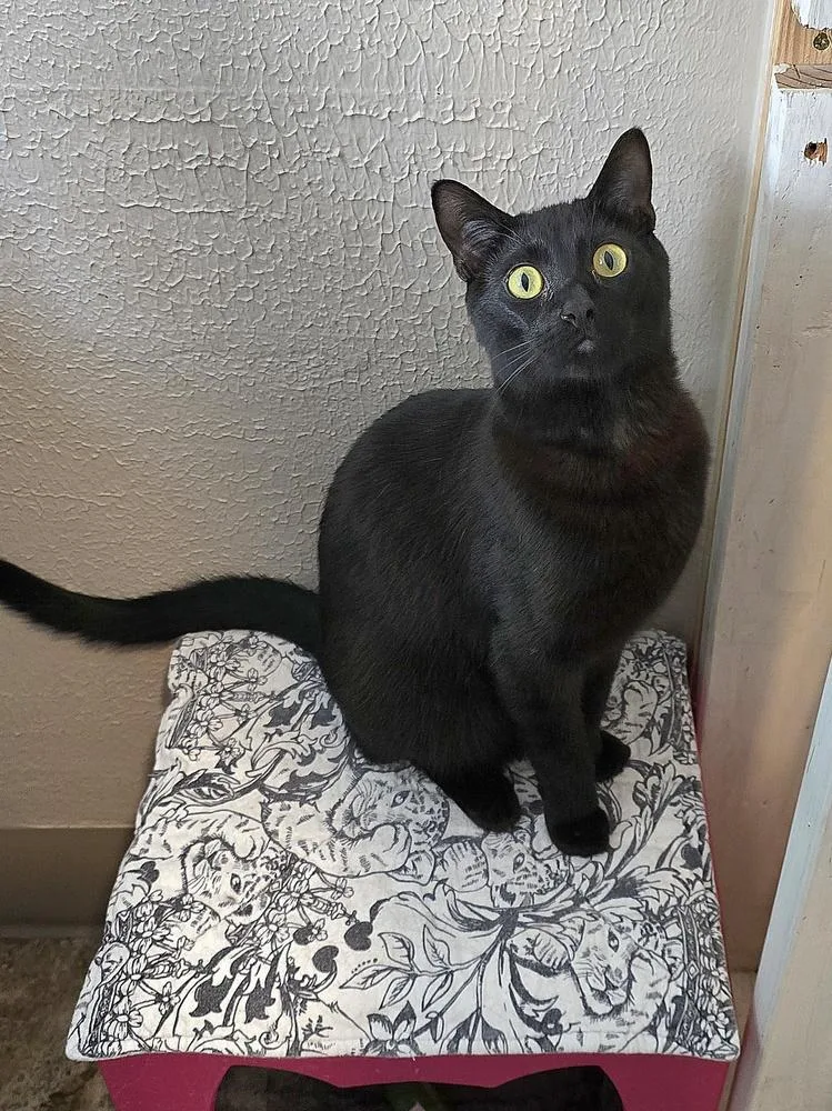 An adult large-sized male Black Domestic Short Hair cat named Hamilton for adoption in Vancouver, WA