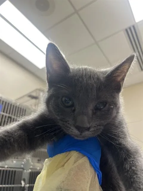 A baby small-sized female Domestic Short Hair cat named Pumpkin for adoption in Las Vegas, NV