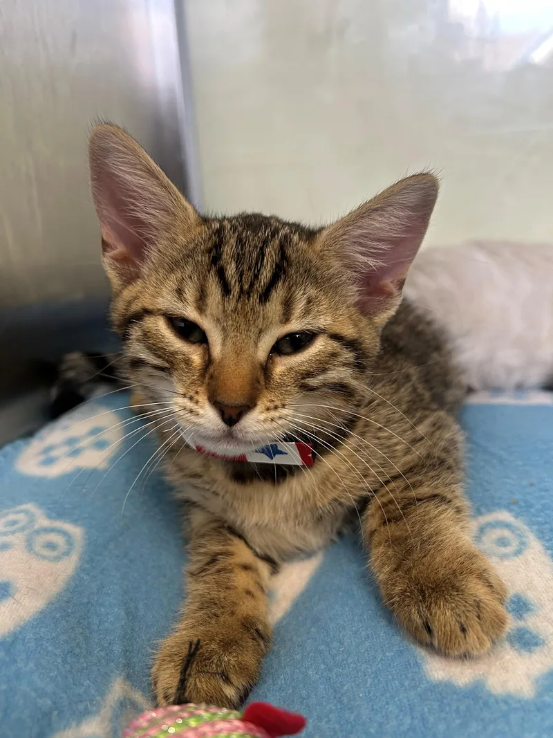A baby small-sized female Bengal cat named Lotus for adoption in Margate, FL