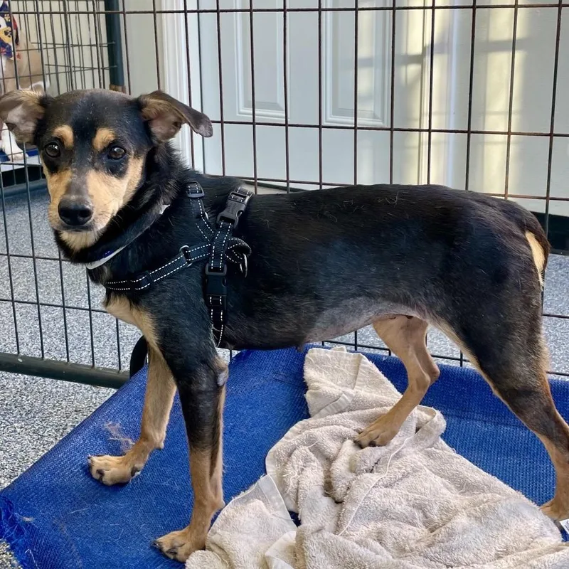 An adult small-sized female Black Mixed Breed dog named Vienna for adoption in Fredericksburg, VA