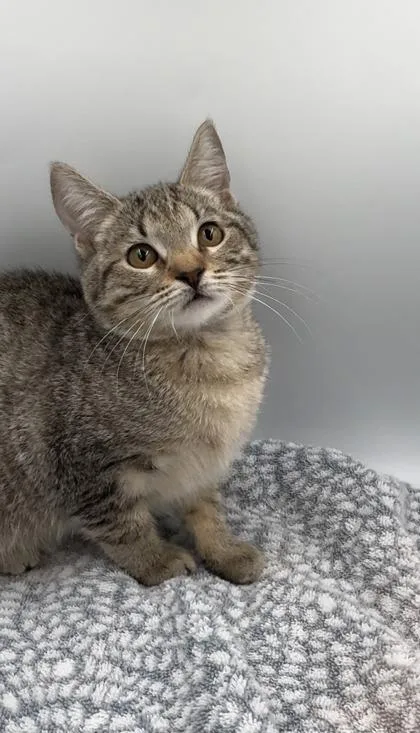 A young small-sized female Domestic Short Hair cat named Hilton for adoption in Lawrenceville, GA
