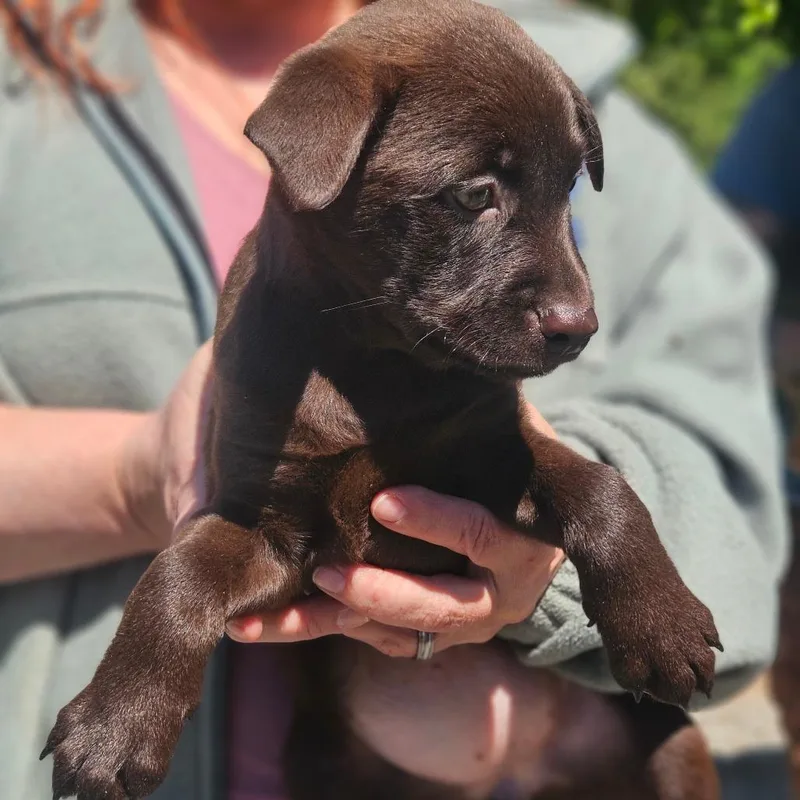 A baby medium-sized female Brown / Chocolate Chocolate Labrador Retriever dog named Godiva for adoption in Gloucester, VA