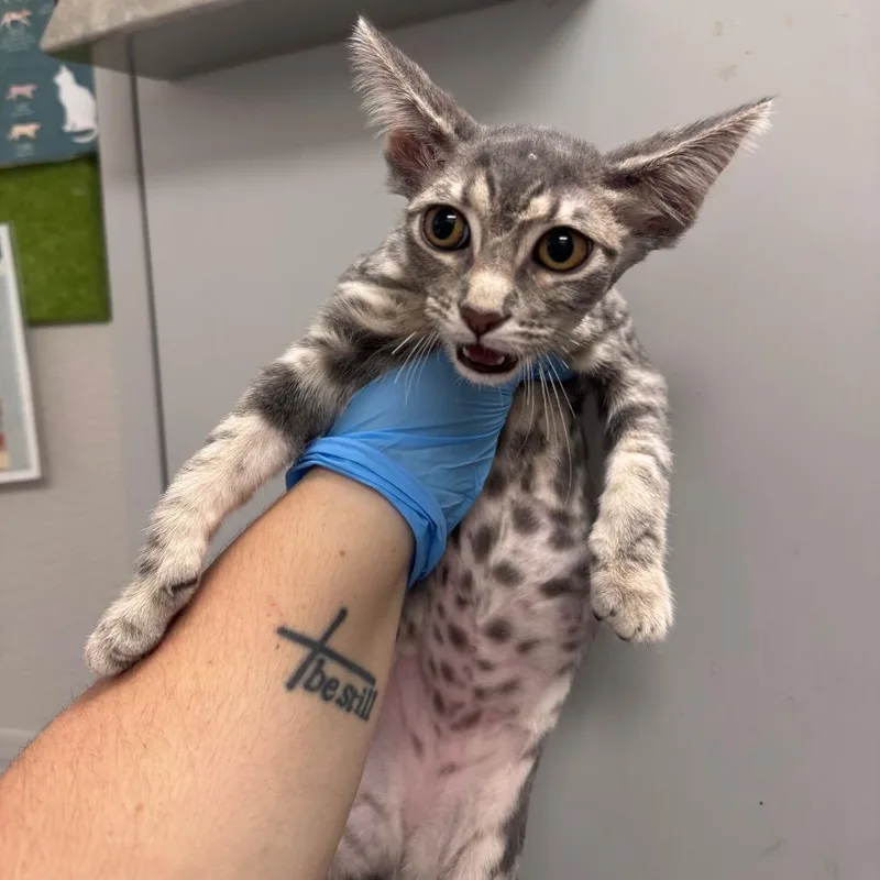 A baby small-sized female Gray / Blue / Silver Domestic Short Hair cat named Pink Whitney for adoption in Columbiana, AL