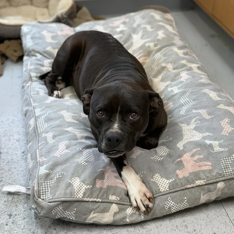An adult medium-sized female Black American Bulldog dog named Blacky for adoption in Leesburg, GA