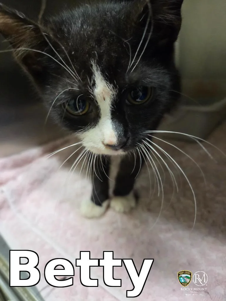 A baby small-sized female Domestic Short Hair cat named Betty for adoption in Rocky Mount, NC