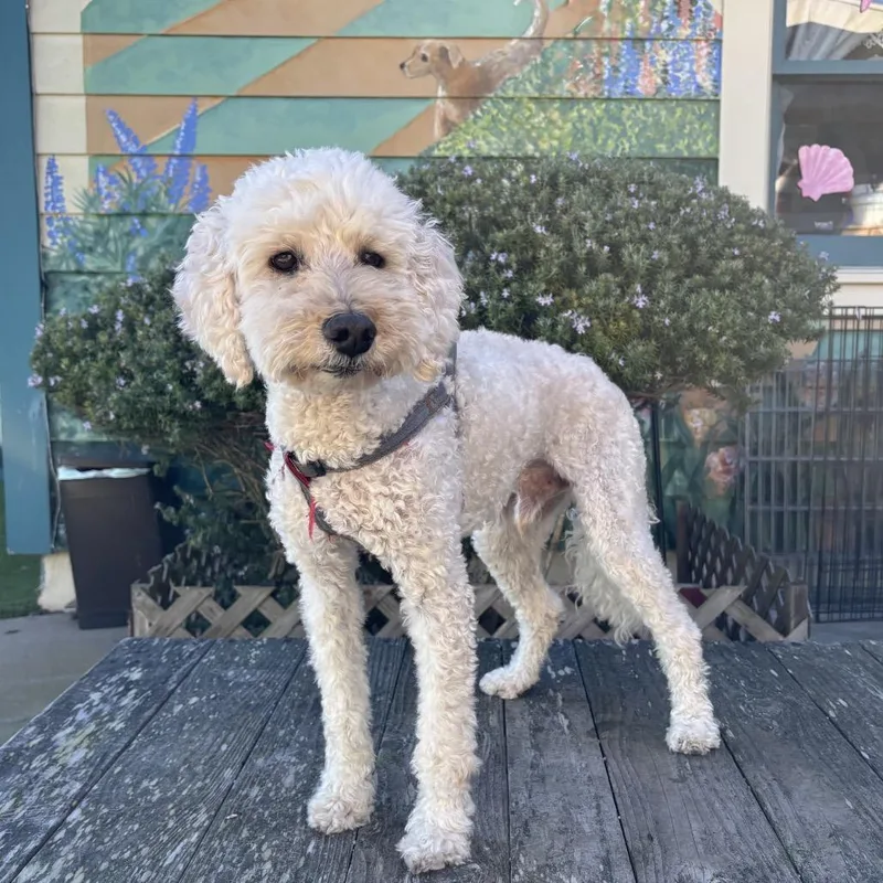 A senior medium-sized male White / Cream Standard Poodle dog named Teddy for adoption in Pacific Grove, CA