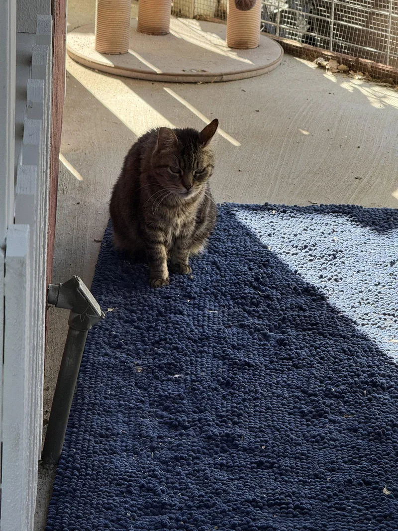 A senior medium-sized female Tabby cat named Poonam for adoption in danville, CA