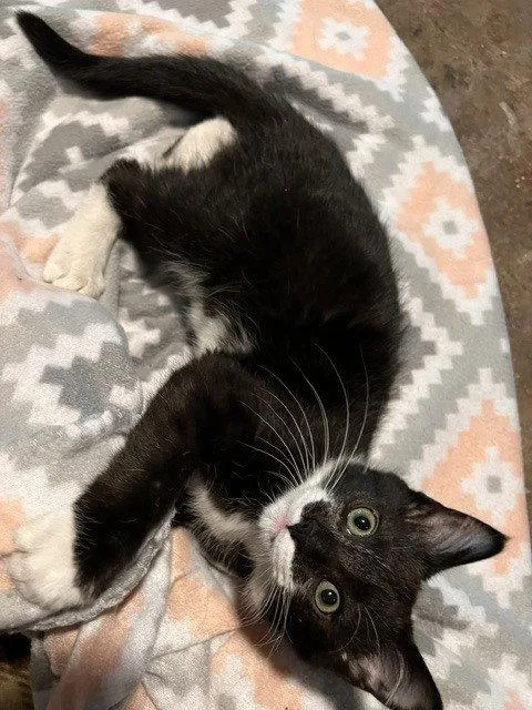 A baby small-sized male Black & White / Tuxedo Domestic Short Hair cat named Decker for adoption in O'Fallon, MO