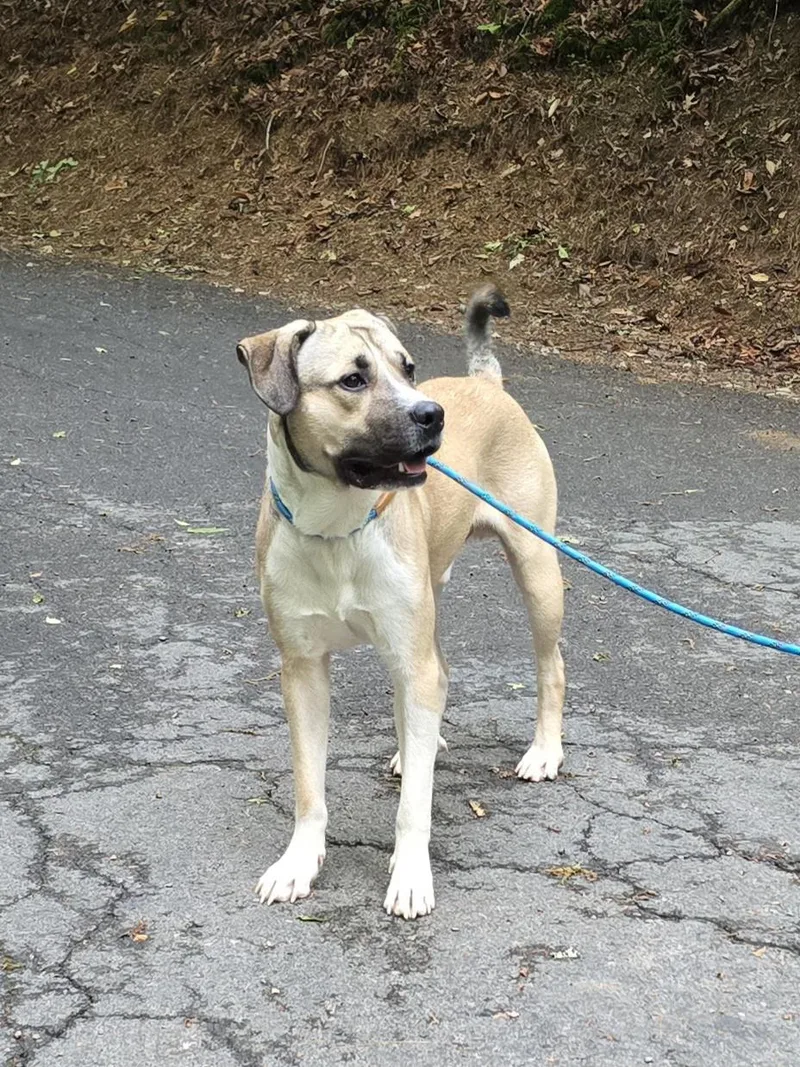 An adult medium-sized male Yellow / Tan / Blond / Fawn Great Pyrenees dog named Tobin for adoption in Mountain City, TN