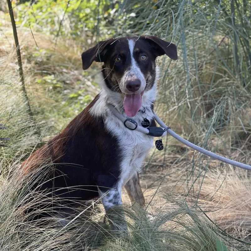 A young medium-sized female Brown / Chocolate Australian Shepherd dog named Peaches for adoption in Riverside, CA