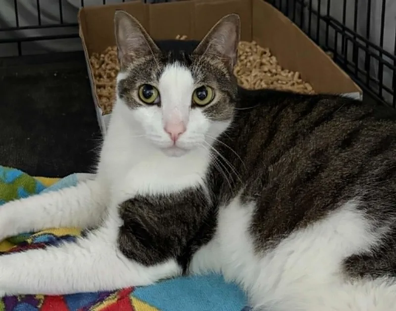 An adult medium-sized male Domestic Short Hair cat named Kurt for adoption in Westfield, MA