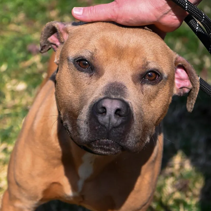 An adult medium-sized male Yellow / Tan / Blond / Fawn Mixed Breed dog named Justin for adoption in Fredericksburg, VA