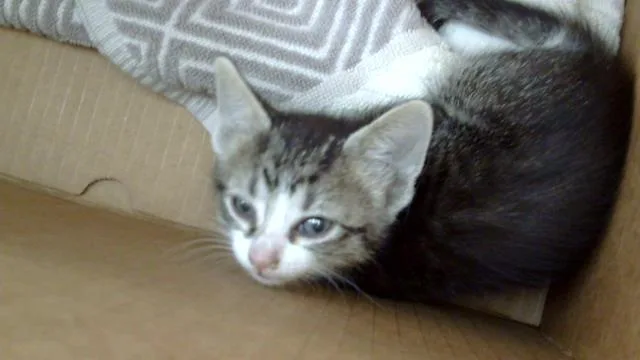 A baby medium-sized female Domestic Medium Hair cat named Bonney for adoption in Dallas, TX