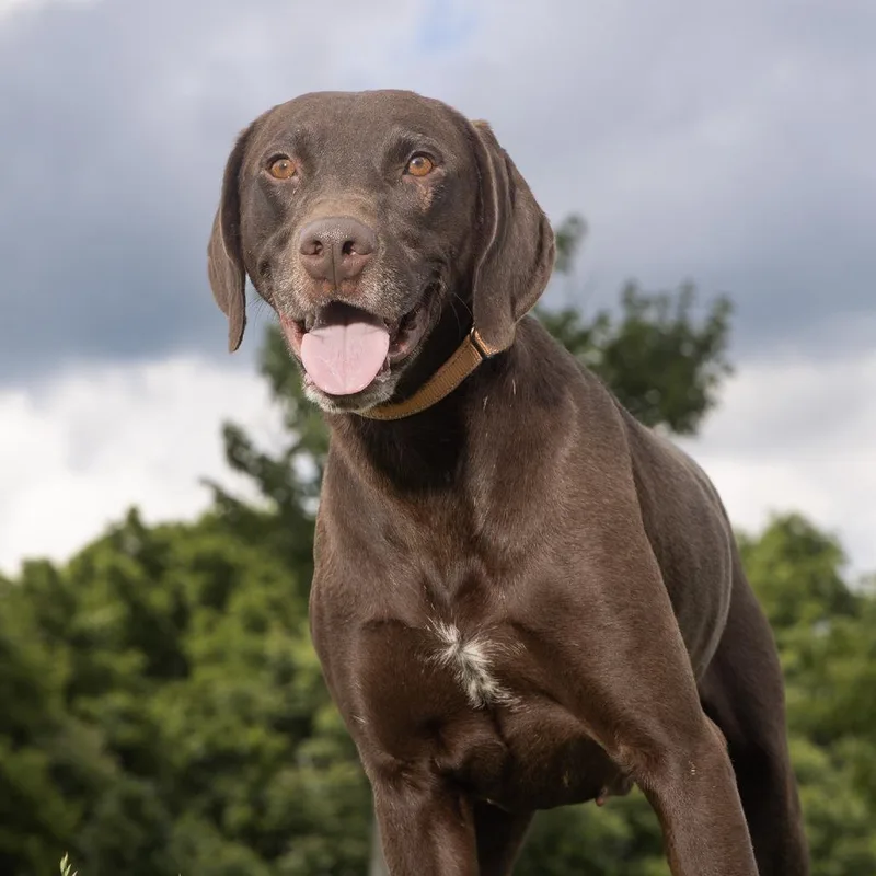 An adult medium-sized male Brown / Chocolate Mixed Breed dog named Choco for adoption in Franklin, TN