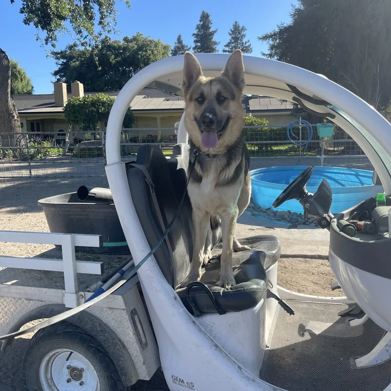 A young extra large-sized male Black German Shepherd Dog dog named Diesel for adoption in Manteca, CA