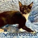 Conductor