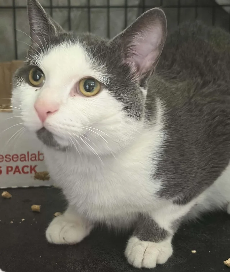An adult medium-sized female Gray & White Domestic Short Hair cat named Pebbles for adoption in Westfield, MA