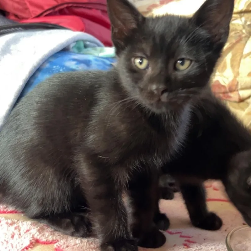 A baby small-sized male Black Domestic Short Hair cat named Baggerah for adoption in Johnson City, TN
