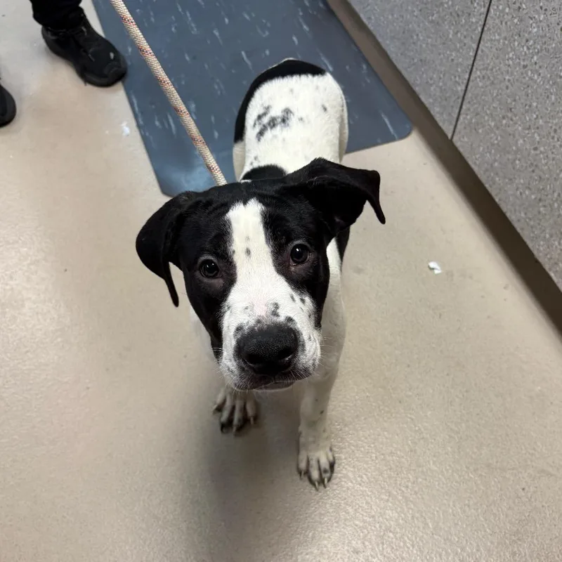 A baby medium-sized male White / Cream Pit Bull Terrier dog named Octavius for adoption in Vineland, NJ