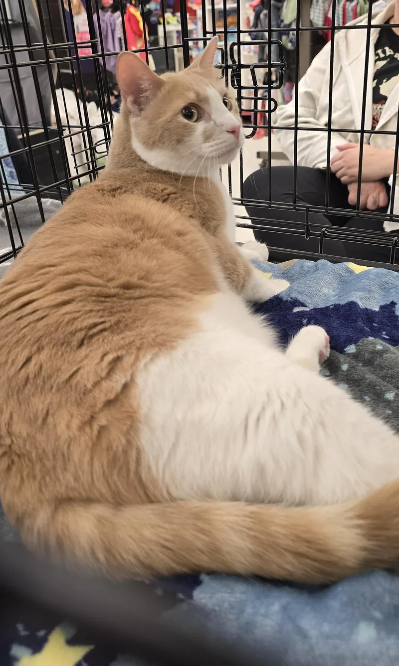 An adult large-sized male Orange & White Domestic Short Hair cat named Cash for adoption in Chicago Ridge, IL