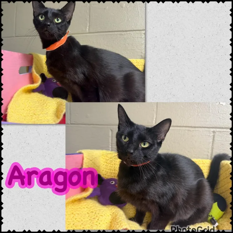 A baby small-sized female Domestic Short Hair cat named Aragon for adoption in Blountville, TN