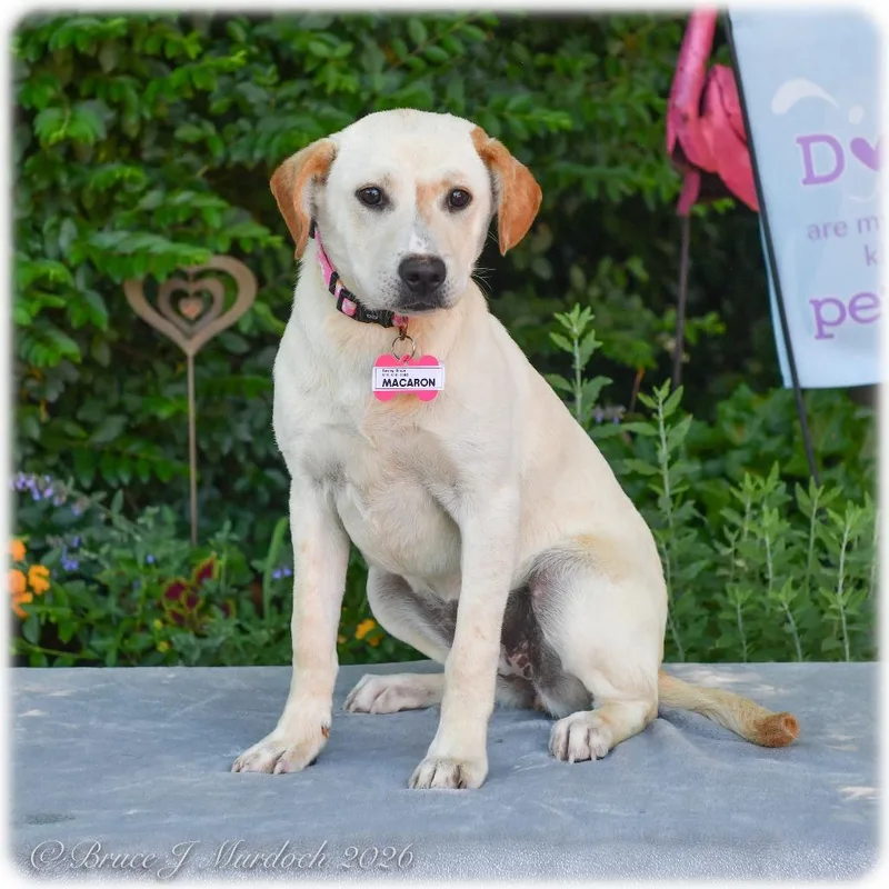 A young medium-sized female Yellow / Tan / Blond / Fawn Labrador Retriever dog named Macaron for adoption in Wake Forest, NC