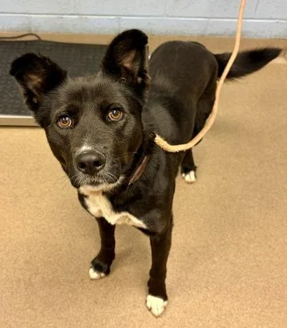 An adult large-sized female Mixed Breed dog named Tutty for adoption in Chamblee, GA