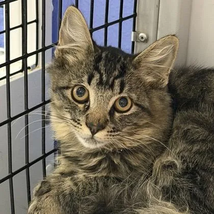 A young medium-sized male Domestic Medium Hair cat named KitKat for adoption in Fort Collins, CO