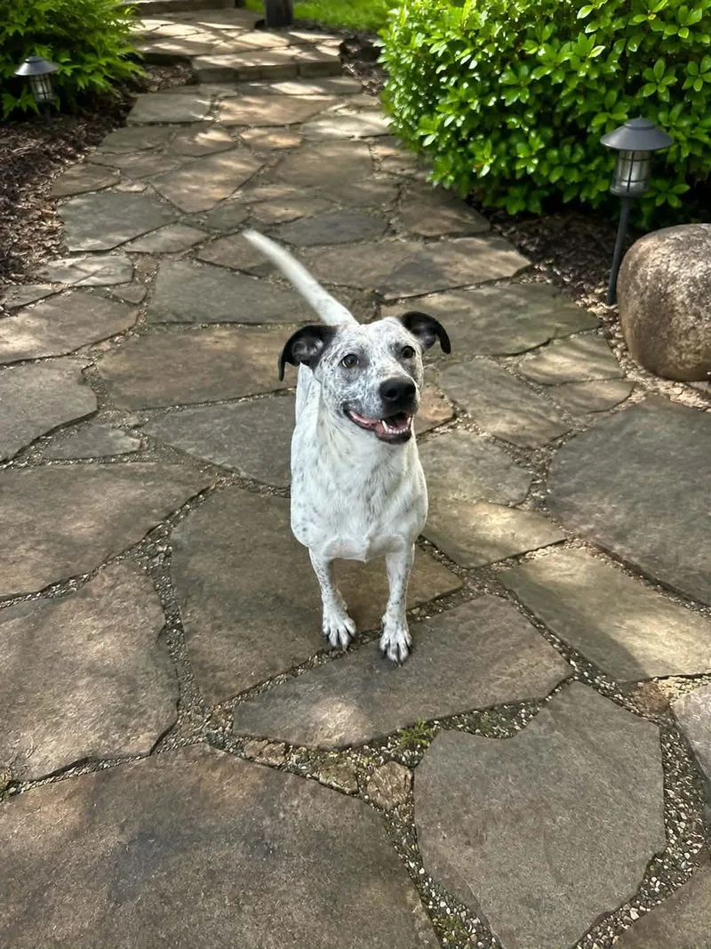 Dottie