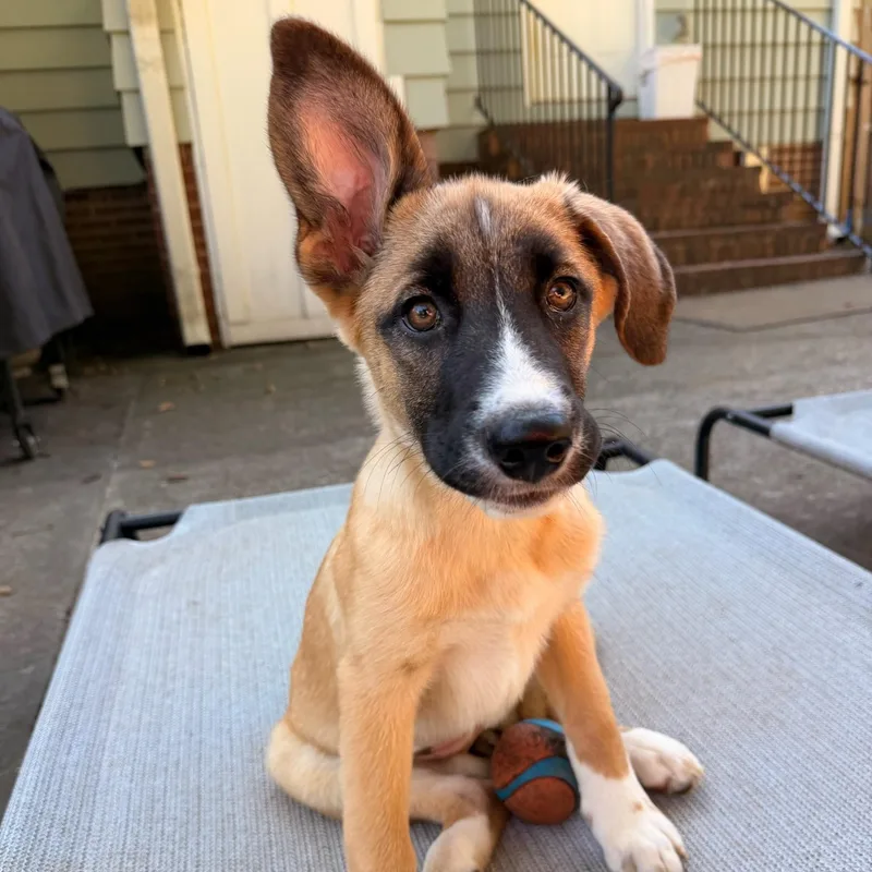 A young medium-sized female Shepherd dog named Cider for adoption in Charlotte, NC