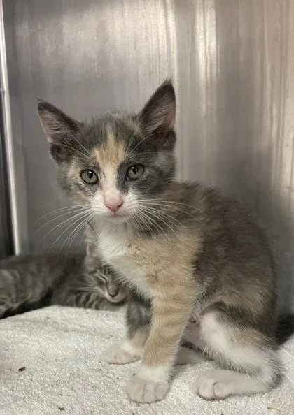 A baby small-sized female Domestic Short Hair cat named Fern for adoption in Houston, TX