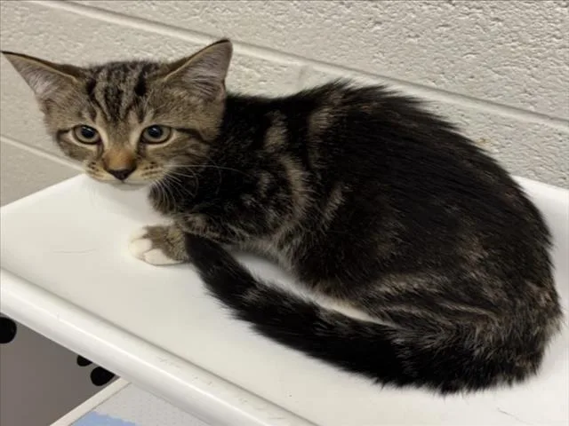A baby small-sized female Domestic Short Hair cat named Caitlin Clark for adoption in Derwood, MD