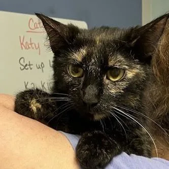 A young medium-sized female Black Domestic Short Hair cat named Selena for adoption in DeKalb, IL