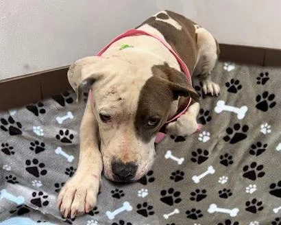 An adult medium-sized female Pit Bull Terrier dog named Mamas for adoption in Tucson, AZ