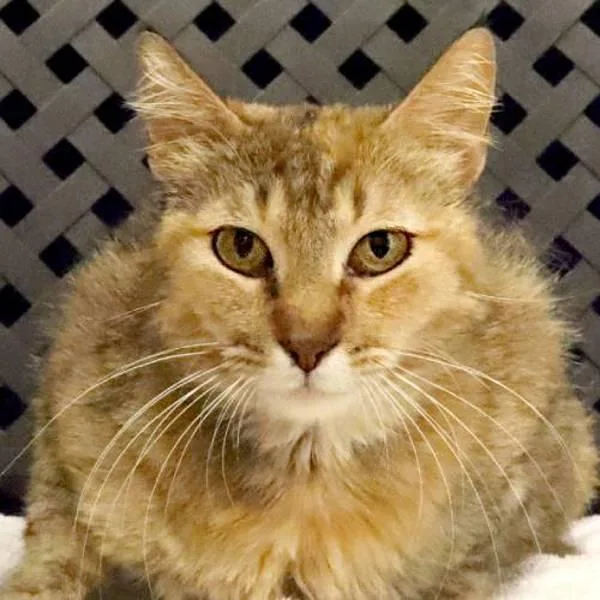 A young medium-sized female Domestic Short Hair cat named Tiger for adoption in Fort Davis, TX