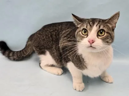 An adult small-sized male Domestic Short Hair cat named Milk for adoption in Coon Rapids, MN
