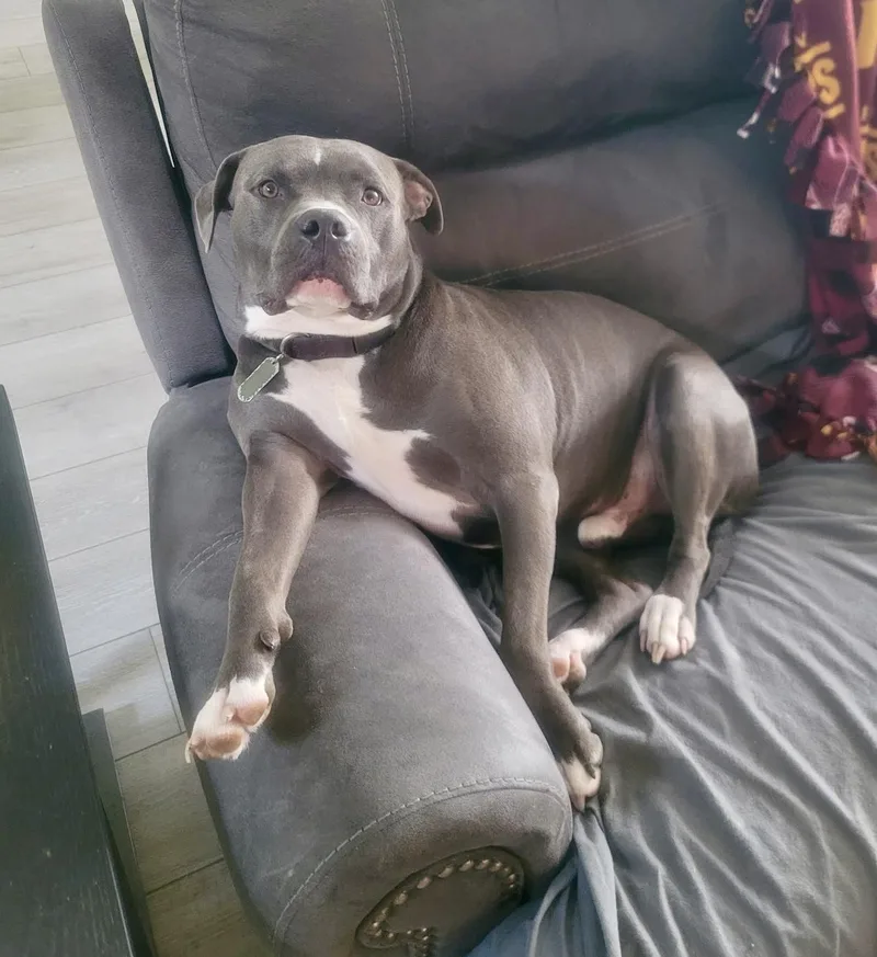 An adult large-sized male Gray / Blue / Silver American Staffordshire Terrier dog named Max for adoption in Cypress, TX