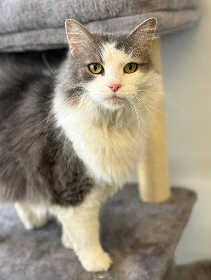 An adult small-sized female Gray & White Domestic Long Hair cat named Monet for adoption in Midland, VA