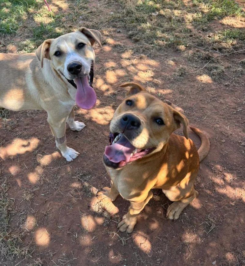 An adult medium-sized male Labrador Retriever dog named Cheddar for adoption in Stillwater, OK
