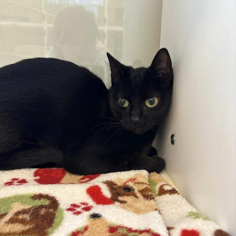 A young medium-sized female Black Domestic Short Hair cat named Hope for adoption in Beaumont, TX