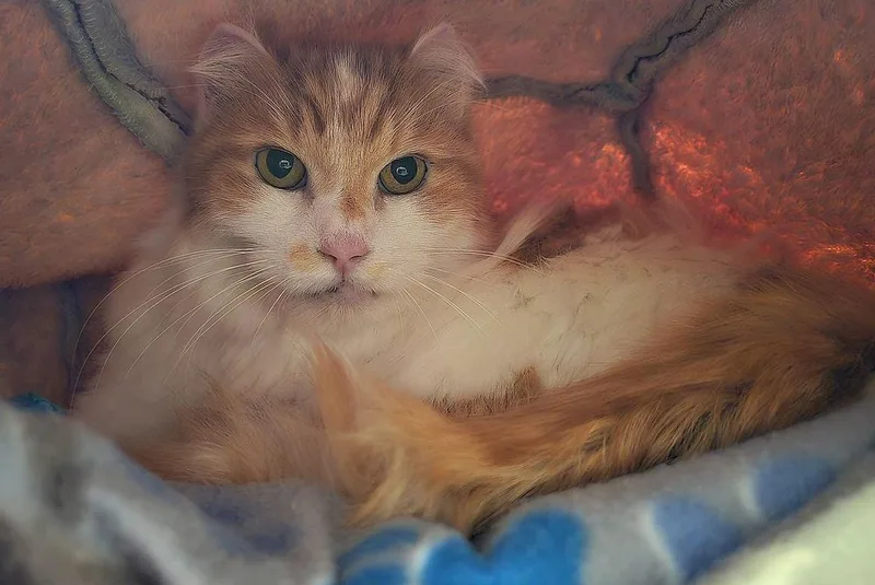 An adult large-sized male Orange & White Domestic Short Hair cat named Mr Cat for adoption in Vancouver, WA