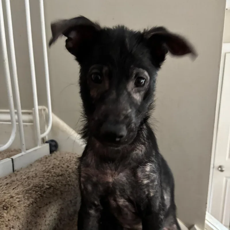 A baby small-sized female Black Mixed Breed dog named Zazu for adoption in Buffalo, MN