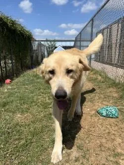 An adult large-sized male Great Pyrenees dog named Ferdinand for adoption in Balch Springs, TX